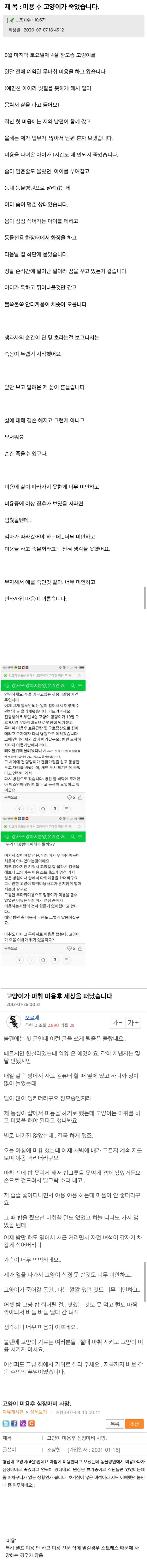 미용 후 사망하는 사례가 많다는 고양이들